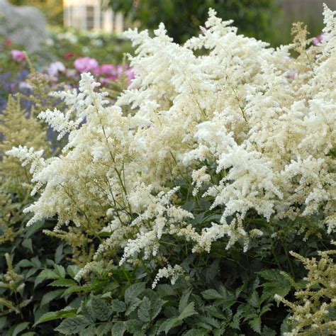 Cottage Farms Direct - Perennials - 3-Piece Shade Loving Astilbe Collection