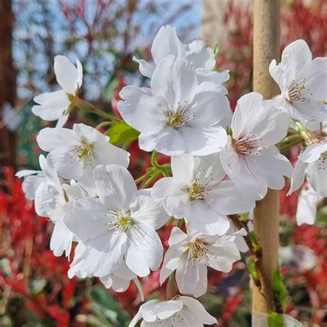 Prunus X Yedoensis Yoshino Cherry Tree Hello Hello Plants