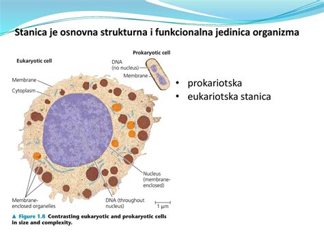 Temelji Moderne Biologije Ppt Download