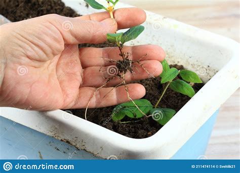 Reproducci N Vegetativa En Plantas Foto De Archivo Imagen De Pedazo