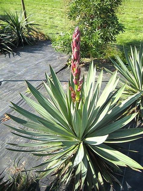 Buy Yucca Gloriosa Architectural Plants