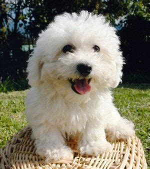 bichon poodle - Google Search | Bichon dog, Bichon frise dogs, Poodle ...