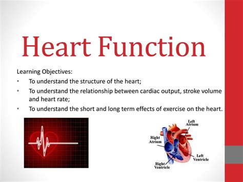 PPT - Heart Function PowerPoint Presentation, free download - ID:3097517