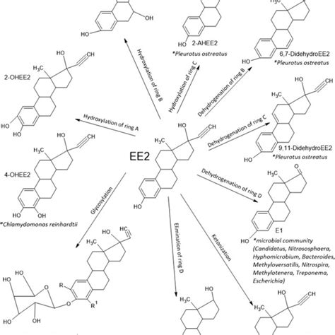 Proposed Biotransformation Pathway Of Ee It Is Noted That The Mark