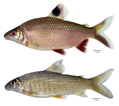 Highlighting Biodiversity: Freshwater Fishes in Equatorial Guinea – The