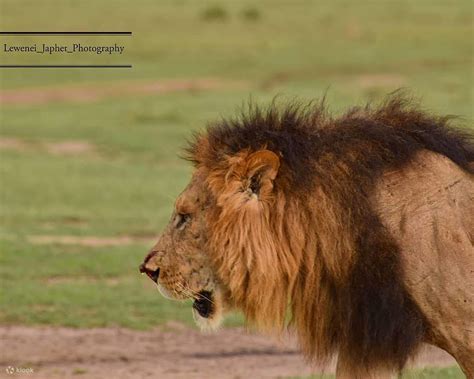 Experience The Spectacular Day Maasai Mara And Lake Nakuru National