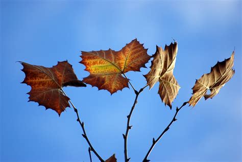 Sycamore-Fall Free Photo Download | FreeImages