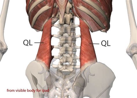 Diagram Of Anatomy Muscles Quadratus Lumborum Ql Quizlet