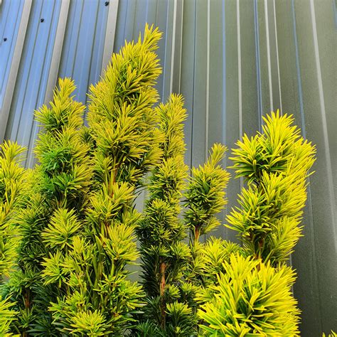 Taxus Baccata Fastigiata Aurea Golden Irish Yew