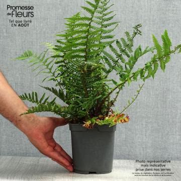 Dryopteris Affinis Fausse Foug Re M Le Grandes Frondes Persistantes