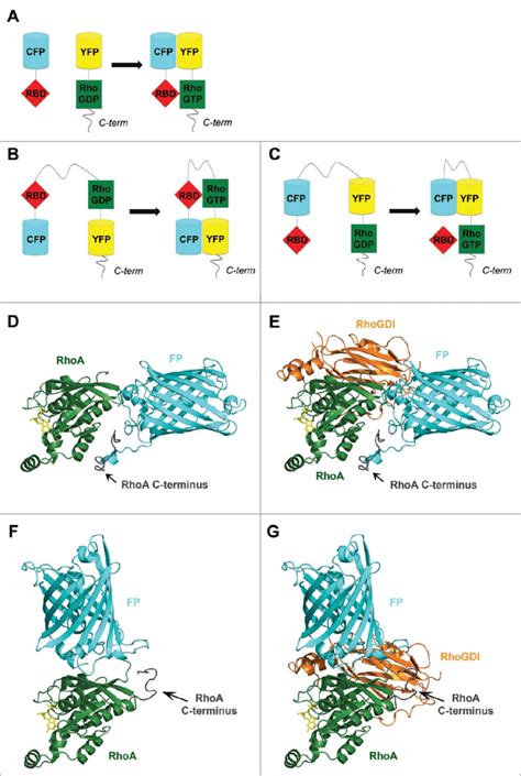 The Structure Of Rhogtpase Fret Biosensors Schematic Representation Of