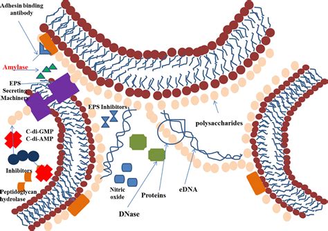 Frontiers Amylases Biofilm Inducer Or Biofilm Inhibitor