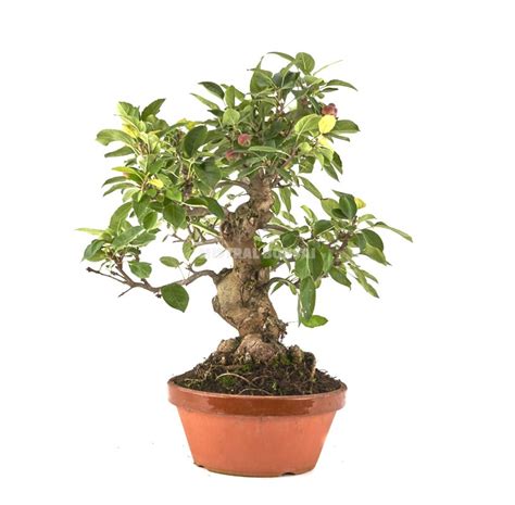 Malus Prebonsai Years Crabapple Or Appletree Mistral Bonsai