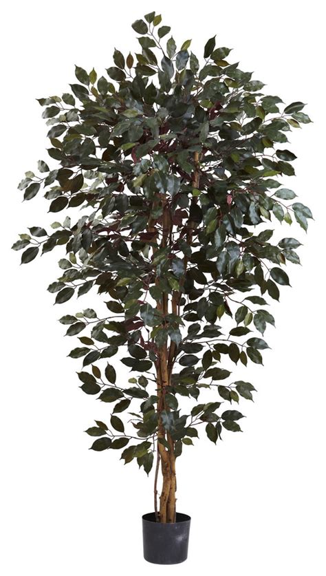 6 Capensia Ficus Tree With 1008 Lvs Contemporary Artificial Plants