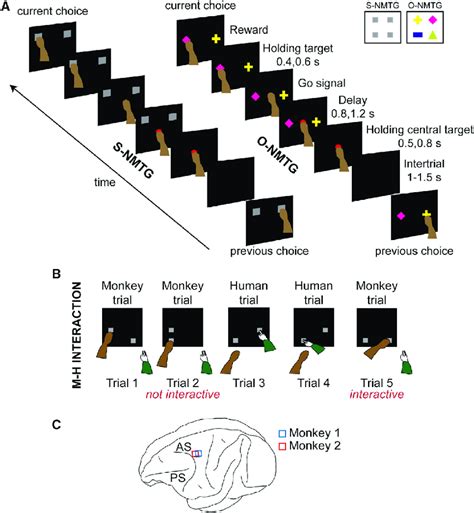 Task And Recording Sites A Temporal Sequence Of Events Of One Example