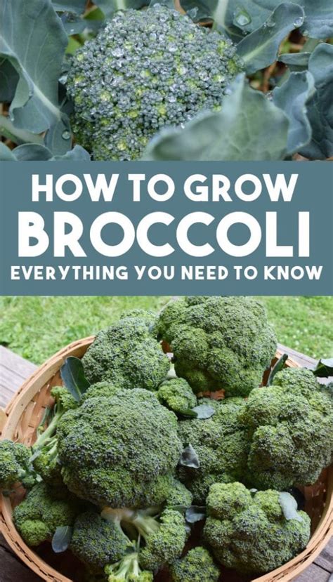 How To Grow Broccoli Beginners Guide