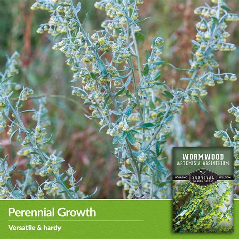 Wormwood Seeds - Artemisia Absinthium - SurvivalGardenSeeds