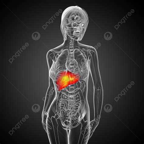 3d Render Medical Illustration Of The Liver Colon Anatomy Medical Photo