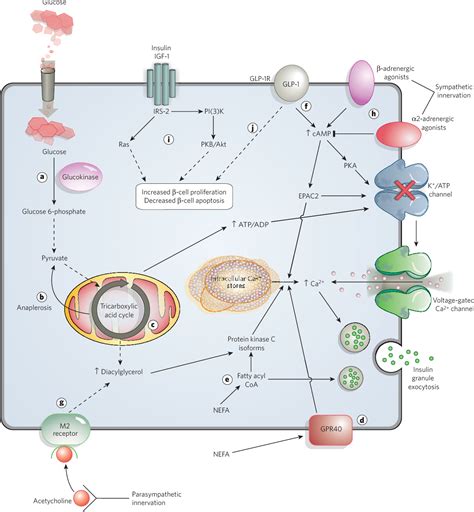 Pdf Mechanisms Linking Obesity To Insulin Resistance And Type