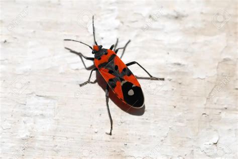 what kind of bug is this? : bugidentification