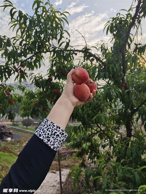 桃子熟了摄影图水果生物世界摄影图库昵图网