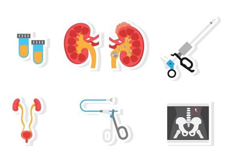 Urology Vector Art Icons And Graphics For Free Download