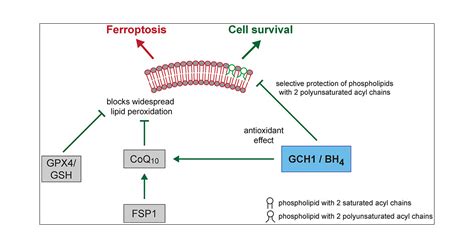 GTP Cyclohydrolase 1 Tetrahydrobiopterin Counteract Ferroptosis Through