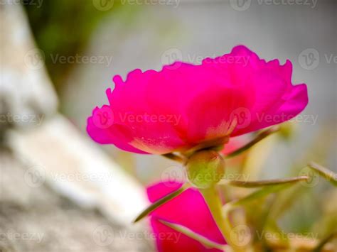 rosa beldroega ou musgo rosa portulaca grandiflora é uma planta