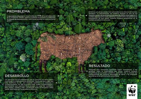 Wwf Amazon Deforestation On Behance