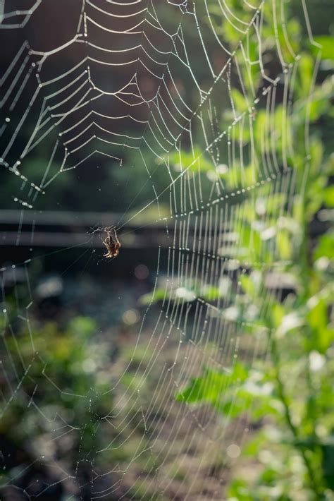 Close-Up Photograph of Harvestman Spider · Free Stock Photo