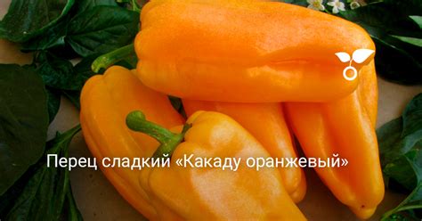 Перец сладкий «Какаду оранжевый» — Ботаничка