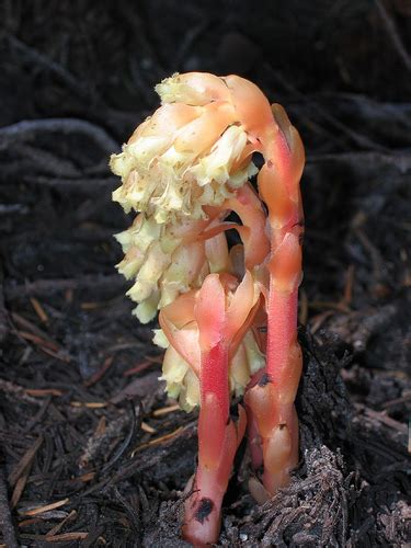 Monotropa Hypopithys Flora Del Bosque Mes Filo De Monta A Y Vegetaci N