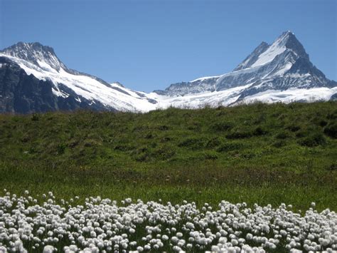 B Rglistock Lauteraarhorn Schreckhorn Kanton Bern Flickr