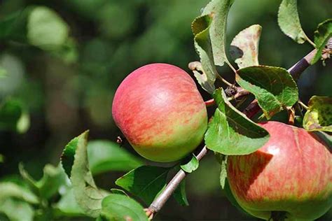 19 Best Apple Tree Varieties With A Guide To Flowering Groups