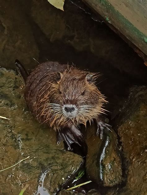 Loutre Fleuve L Eau Photo Gratuite Sur Pixabay Pixabay