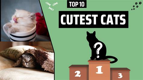 Top 10 Cutest Cat Breeds In The World Youtube