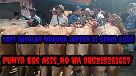 G Nyangka Klo Di Pasar Arosbaya Harga Sapi Pedetan Bakalan Hargany