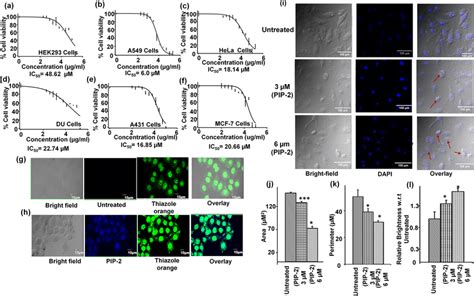 Cell Viability Assay Of Pip With Hek And Different Cancer Cells