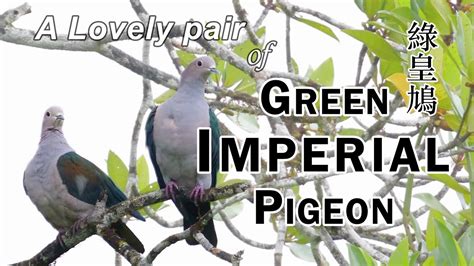 Green Imperial Pigeon Ducula Aenea Short Clip Series