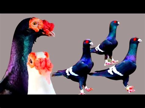 World S Unique Amazing Pigeon Collection Fancy Pigeon Breed Name