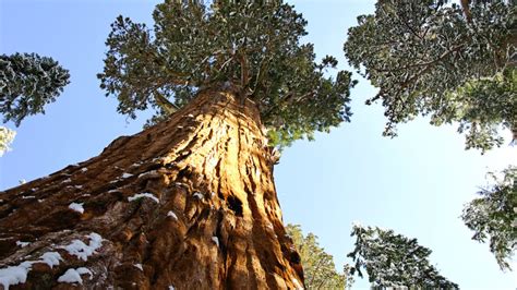 Giant Sequoia: Forest’s Majesty