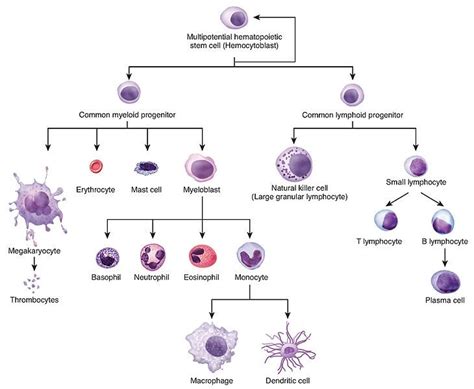 hemopoiesis Diagram | Quizlet