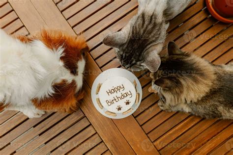 Animal's birthday party. Dog and cats celebrate birthday. Cake for pet ...