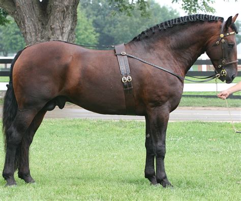 Rare Draft Horse Breeds