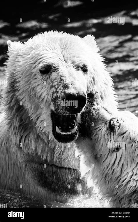 Osos Polares Luchando Imágenes de stock en blanco y negro Alamy