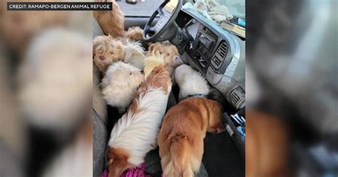 Police More Than 70 Animals Many Dead Found In Back Of Pickup Truck