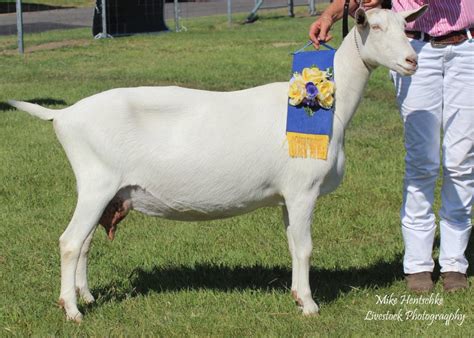 Saanen – Dairy Goat Society of Australia Ltd