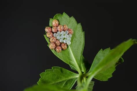 Insect Eggs on Leaves [9 Insects Eggs Identification Tips!]