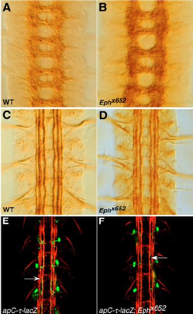 Eph x652 mutant embryos lack obvious axon guidance defects in the ...