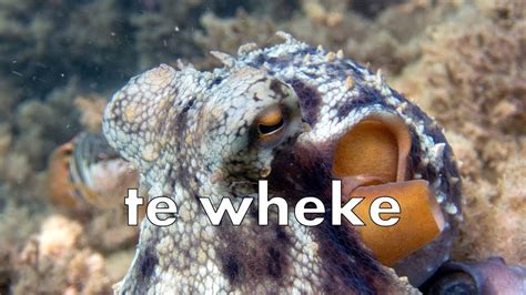 Te Wheke 5 Mins Of Pussy Octopussy Galore YouTube